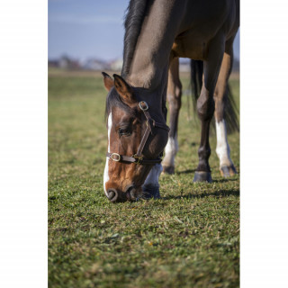 Licol Cuir NORTON Sellerie Equi'Nature