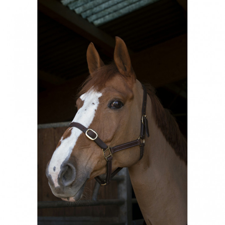 Licol Cuir NORTON Sellerie Equi'Nature