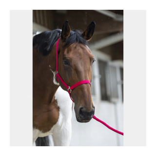 Licol Nylon RIDING WORLD Sellerie Equi'Nature