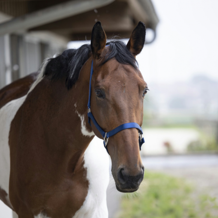 Licol Nylon RIDING WORLD Sellerie Equi'Nature