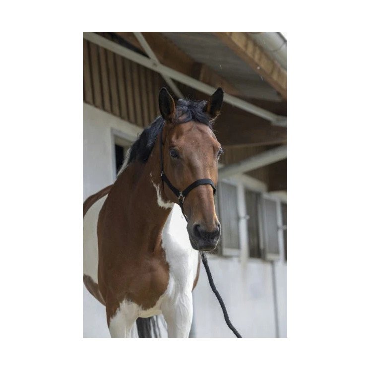 Licol Nylon RIDING WORLD Sellerie Equi'Nature
