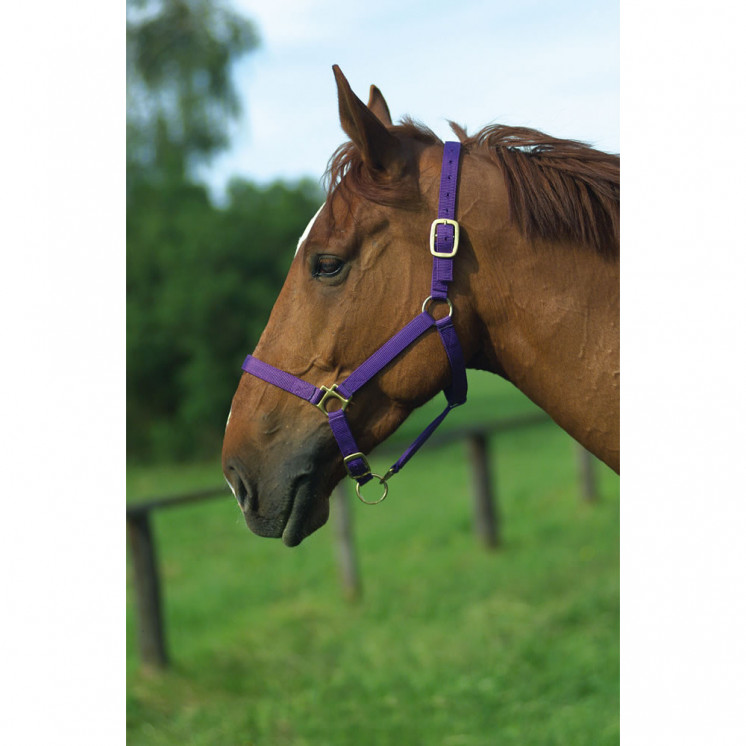 Licol nylon doublé cuir NORTON Sellerie Equi'Nature