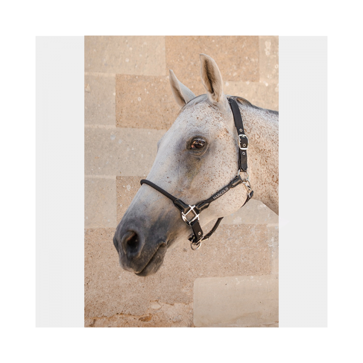 Licol Honey HARCOUR Sellerie Equi'Nature