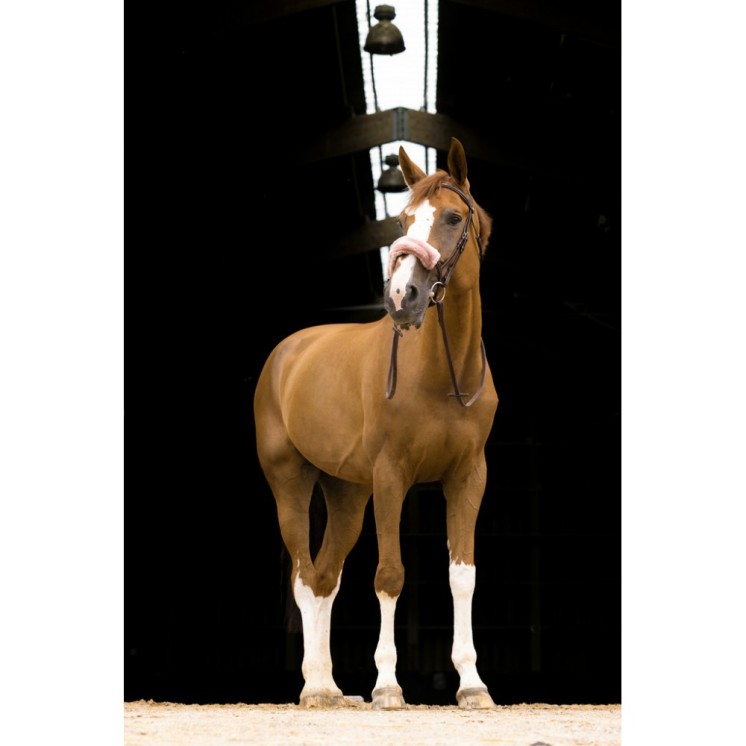 Fourreau de muserolle Teddy EQUITHEME Sellerie Equi'Nature